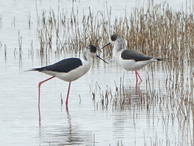 April 2018 - Rye Harbour Nature Reserve Sightings